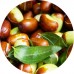 Jojoba C/O: Vital Herb